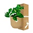 Epipremnum Pinnatum ‘Aureum’ in ELHO Vibes Fold 14cm geel