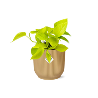 Epipremnum Pinnatum ‘Golden Pothos’ in ELHO Vibes Fold 14cm geel