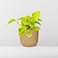 Epipremnum Pinnatum ‘Golden Pothos’ in ELHO Vibes Fold 14cm geel