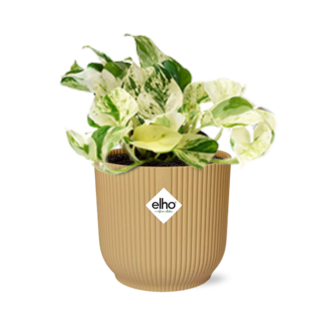 Epipremnum Pinnatum Happy Leaf in ELHO Vibes Fold 14cm geel