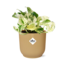 Epipremnum Pinnatum Happy Leaf in ELHO Vibes Fold 14cm geel