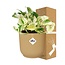 Epipremnum Pinnatum Happy Leaf in ELHO Vibes Fold 14cm geel