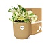 Epipremnum Pinnatum Happy Leaf in ELHO Vibes Fold 14cm geel
