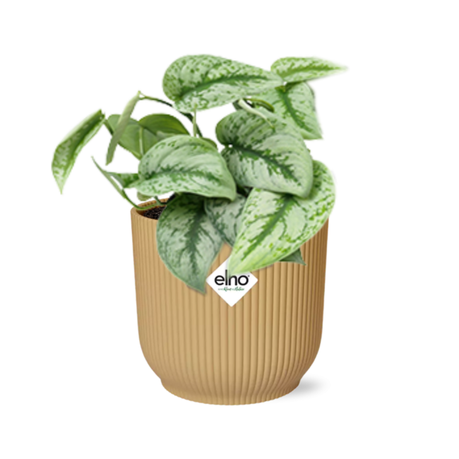 Scindapsus Pictus ‘Trebie’ in ELHO Vibes Fold 14cm geel