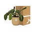 Maranta Leuconeura ‘Fascinator’ Tricolor in ELHO Vibes Fold 14cm geel