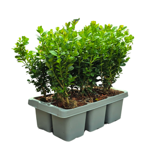 4 x 6-Pack Buxus NewGen Freedom – Winterharde Groenblijvende Struiken 24 x Ø7 cm - ↕15 cm | Compacte Buxus