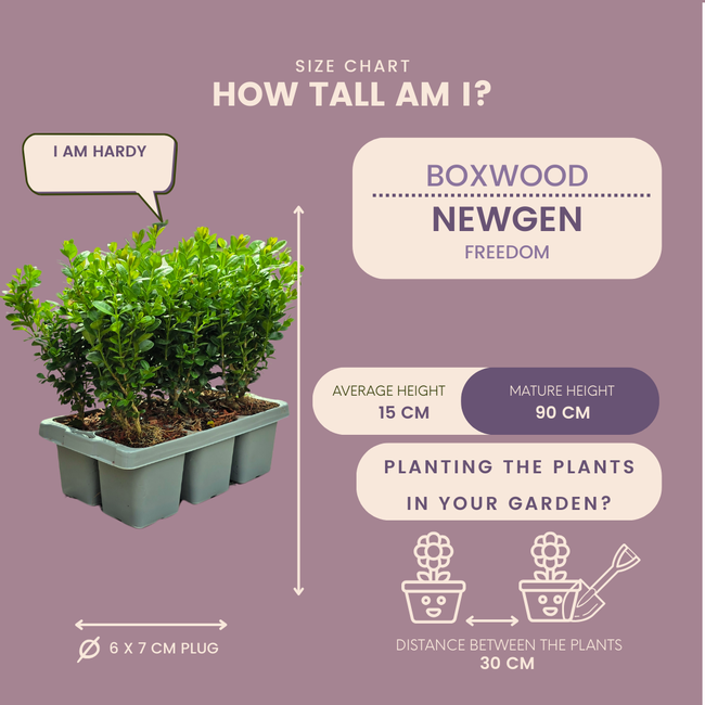 4 x 6-Pack Buxus NewGen Freedom – Winterharde Groenblijvende Struiken 24 x Ø7 cm - ↕15 cm | Compacte Buxus