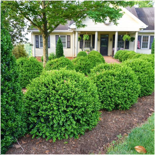8 x 6-Pack Buxus NewGen Freedom – Winterharde Groenblijvende Struiken 48 x Ø7 cm - ↕15 cm | Compacte Buxus