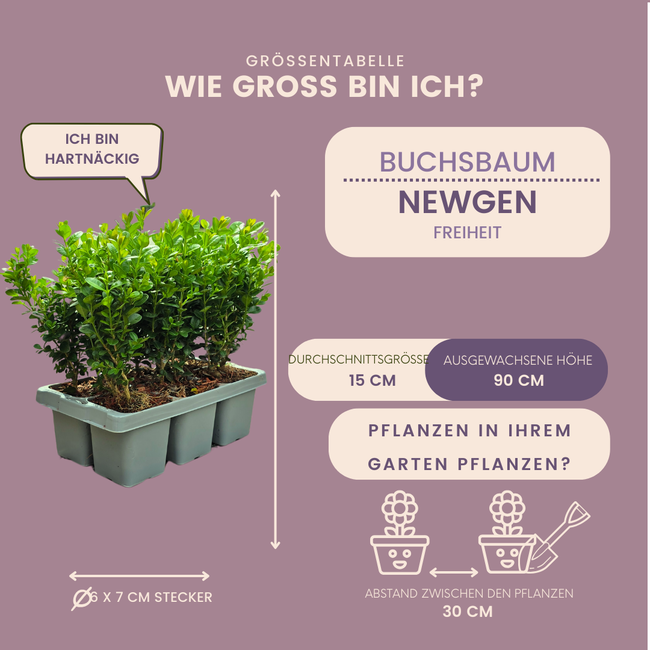 8 x 6-Pack Buxus NewGen Freedom – Winterharde Groenblijvende Struiken 48 x Ø7 cm - ↕15 cm | Compacte Buxus