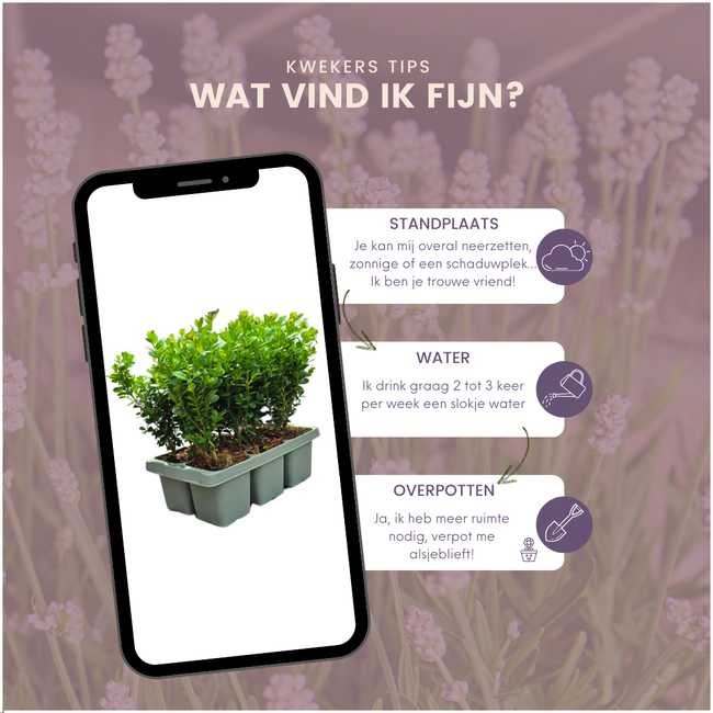 8 x 6-Pack Buxus NewGen Freedom – Winterharde Groenblijvende Struiken 48 x Ø7 cm - ↕15 cm | Compacte Buxus