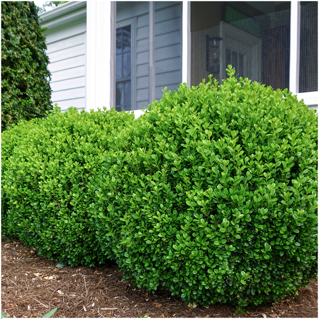 12 x 6-Pack Buxus NewGen Freedom – Winterharde Groenblijvende Struiken 72 x Ø7 cm - ↕15 cm | Compacte Buxus