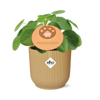 Pilea Peperomioides 12cm in ELHO Vibes Fold 14cm geel