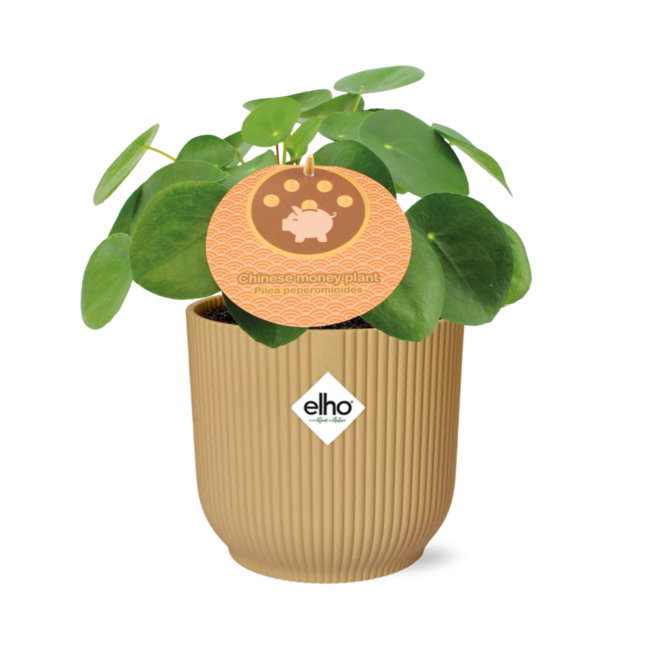 Pilea Peperomioides 12cm in ELHO Vibes Fold 14cm geel