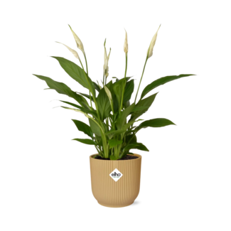 Spathiphyllum 12 Cm Torelli in ELHO Vibes Fold 14cm geel
