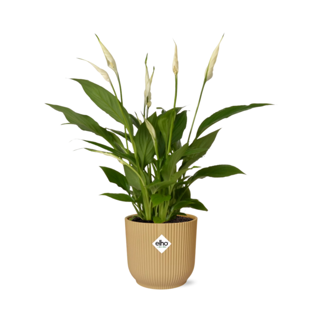 Spathiphyllum 12 Cm Torelli in ELHO Vibes Fold 14cm geel