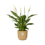 Spathiphyllum 12 Cm Torelli in ELHO Vibes Fold 14cm geel