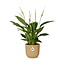 Spathiphyllum 12 Cm Torelli in ELHO Vibes Fold 14cm geel