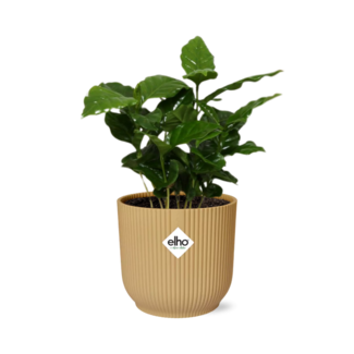 Coffea Arabica in ELHO Vibes Fold 14cm geel