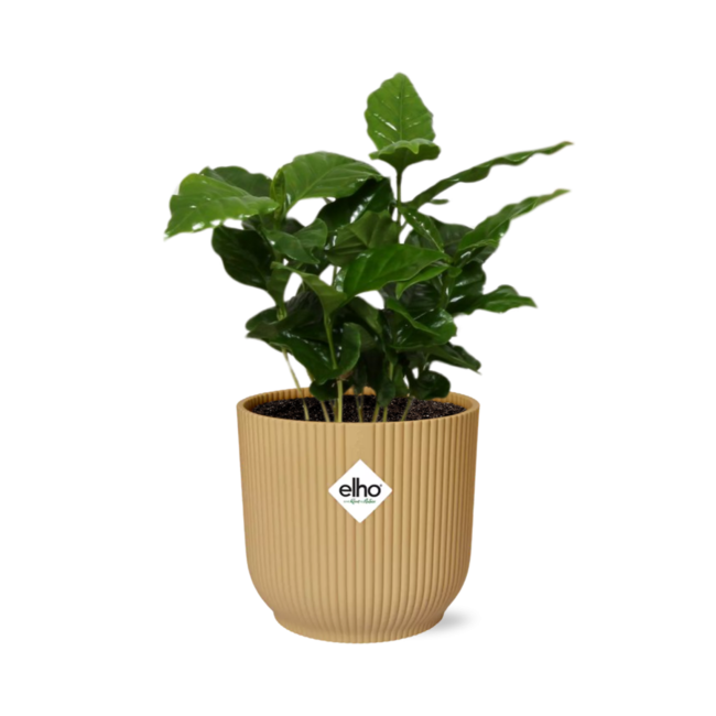 Coffea Arabica in ELHO Vibes Fold 14cm geel