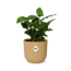 Coffea Arabica in ELHO Vibes Fold 14cm geel