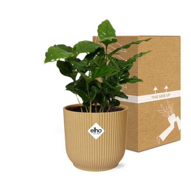 Coffea Arabica in ELHO Vibes Fold 14cm geel