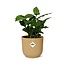 Coffea Arabica in ELHO Vibes Fold 14cm geel