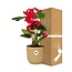 Anthurium Red 12cm in ELHO Vibes Fold 14cm geel