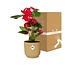 Anthurium Red 12cm in ELHO Vibes Fold 14cm geel
