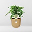 Monstera ‘Monkey Leaf’ in ELHO Vibes Fold 14cm geel