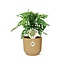 Monstera ‘Monkey Leaf’ in ELHO Vibes Fold 14cm geel