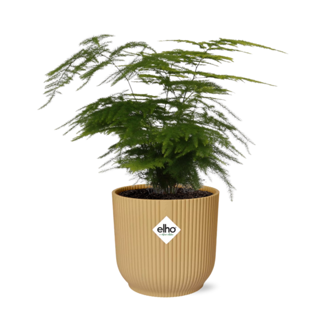 Asparagus Setaceus ‘Plumosus’ in ELHO Vibes Fold 14cm geel