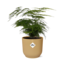 Asparagus Setaceus ‘Plumosus’ in ELHO Vibes Fold 14cm geel
