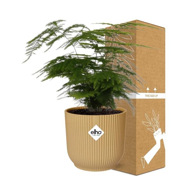 Asparagus Setaceus ‘Plumosus’ in ELHO Vibes Fold 14cm geel