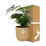 Asparagus Setaceus ‘Plumosus’ in ELHO Vibes Fold 14cm geel
