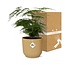 Asparagus Setaceus ‘Plumosus’ in ELHO Vibes Fold 14cm geel