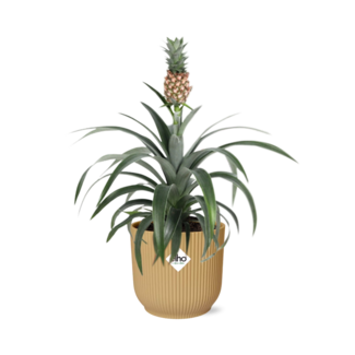 Ananas Mi Amigo in ELHO Vibes Fold 14cm geel