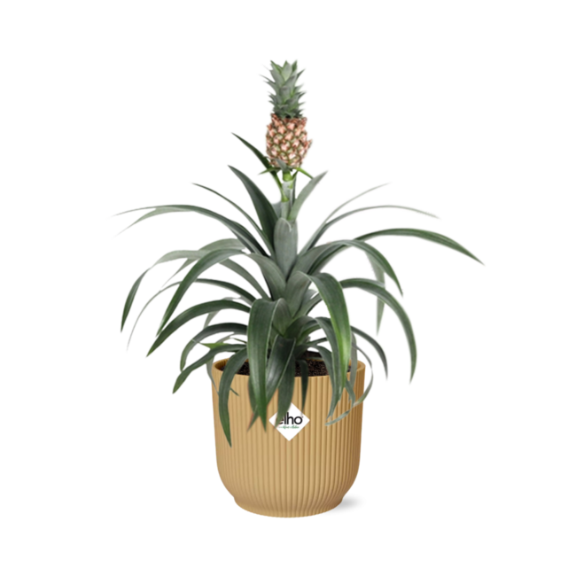 Ananas Mi Amigo in ELHO Vibes Fold 14cm geel