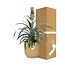 Ananas Mi Amigo in ELHO Vibes Fold 14cm geel