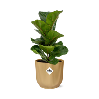 Ficus Lyrata ‘Bambino’ in ELHO Vibes Fold 14cm geel