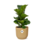 Ficus Lyrata ‘Bambino’ in ELHO Vibes Fold 14cm geel