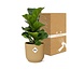 Ficus Lyrata ‘Bambino’ in ELHO Vibes Fold 14cm geel