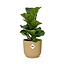 Ficus Lyrata ‘Bambino’ in ELHO Vibes Fold 14cm geel