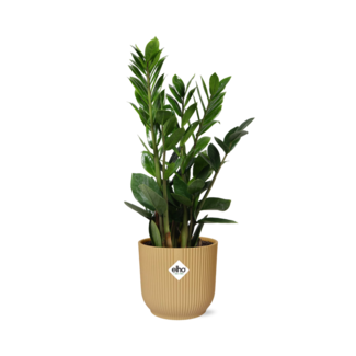Zamioculcas – Hoogte 45-50 in ELHO Vibes Fold 14cm geel