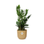 Zamioculcas – Hoogte 45-50 in ELHO Vibes Fold 14cm geel