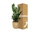 Zamioculcas – Hoogte 45-50 in ELHO Vibes Fold 14cm geel