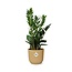 Zamioculcas – Hoogte 45-50 in ELHO Vibes Fold 14cm geel