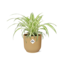 Chlorophytum Comosum Variegatum in ELHO Vibes Fold 14cm geel