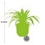 Chlorophytum Comosum Variegatum in ELHO Vibes Fold 14cm geel