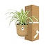 Chlorophytum Comosum Variegatum in ELHO Vibes Fold 14cm geel