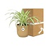Chlorophytum Comosum Variegatum in ELHO Vibes Fold 14cm geel
